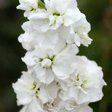 Load image into Gallery viewer, Stock Giant Column White Goddess
