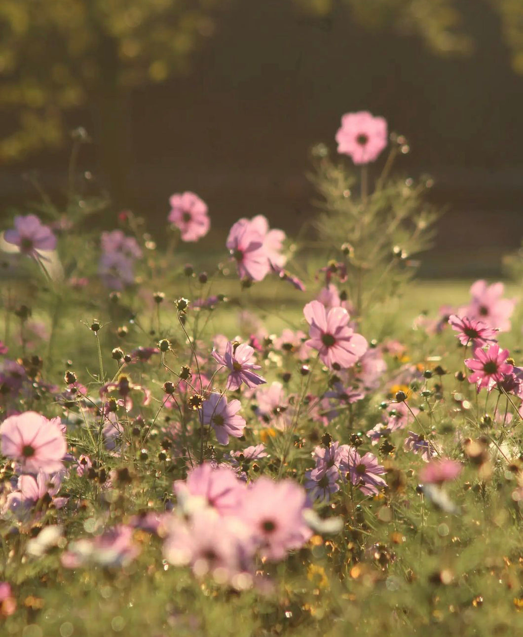 Cosmos Sensation Gloria