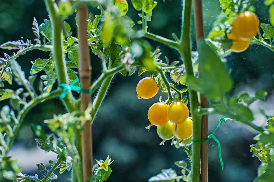 Tomato Tommy Toe Yellow