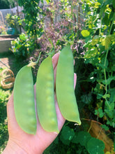 Load image into Gallery viewer, Snow Pea Mammoth Melting
