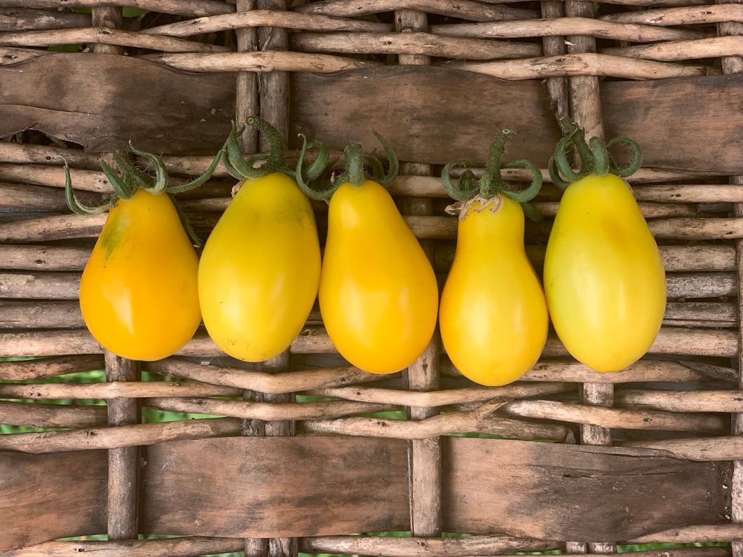 Tomato Yellow Pear