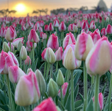 Load image into Gallery viewer, Urban Veggie Patch Tulip Pink Mix 5pk
