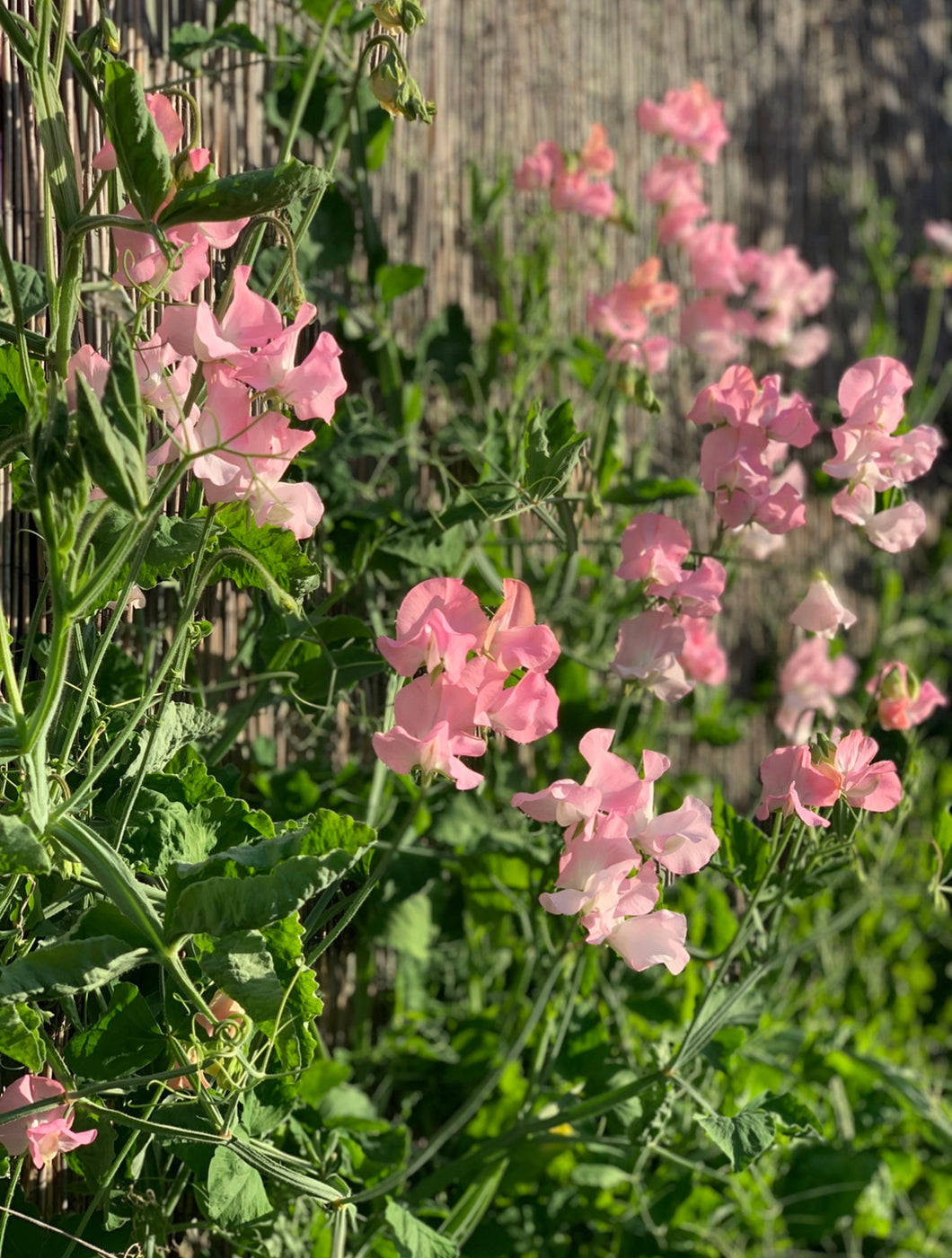 Sweet Pea Elegance Pink Diana