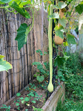 Load image into Gallery viewer, Squash Tromboncino
