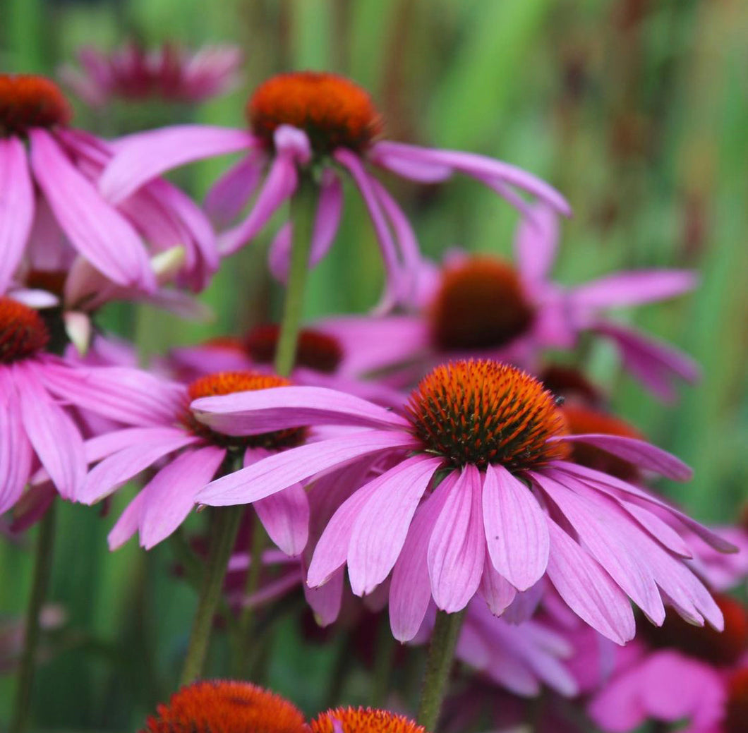 Echinacea Purpurea
