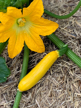 Load image into Gallery viewer, Zucchini Golden
