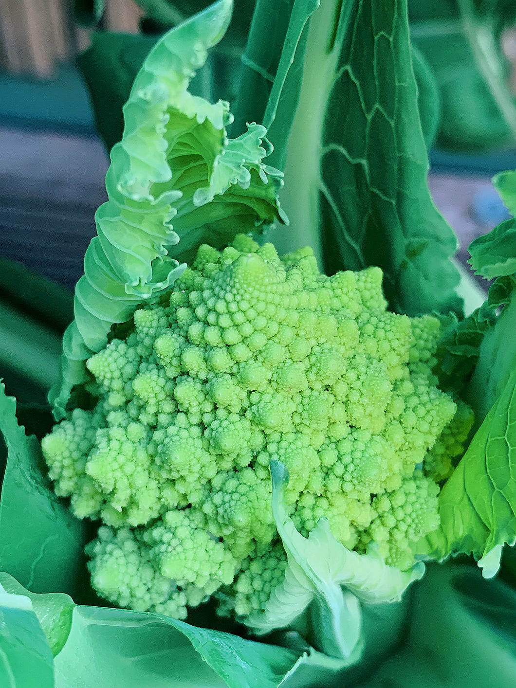 Broccoli Romanesco