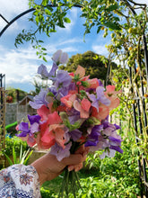 Load image into Gallery viewer, Sweet Pea Urban Veggie Patch Mix
