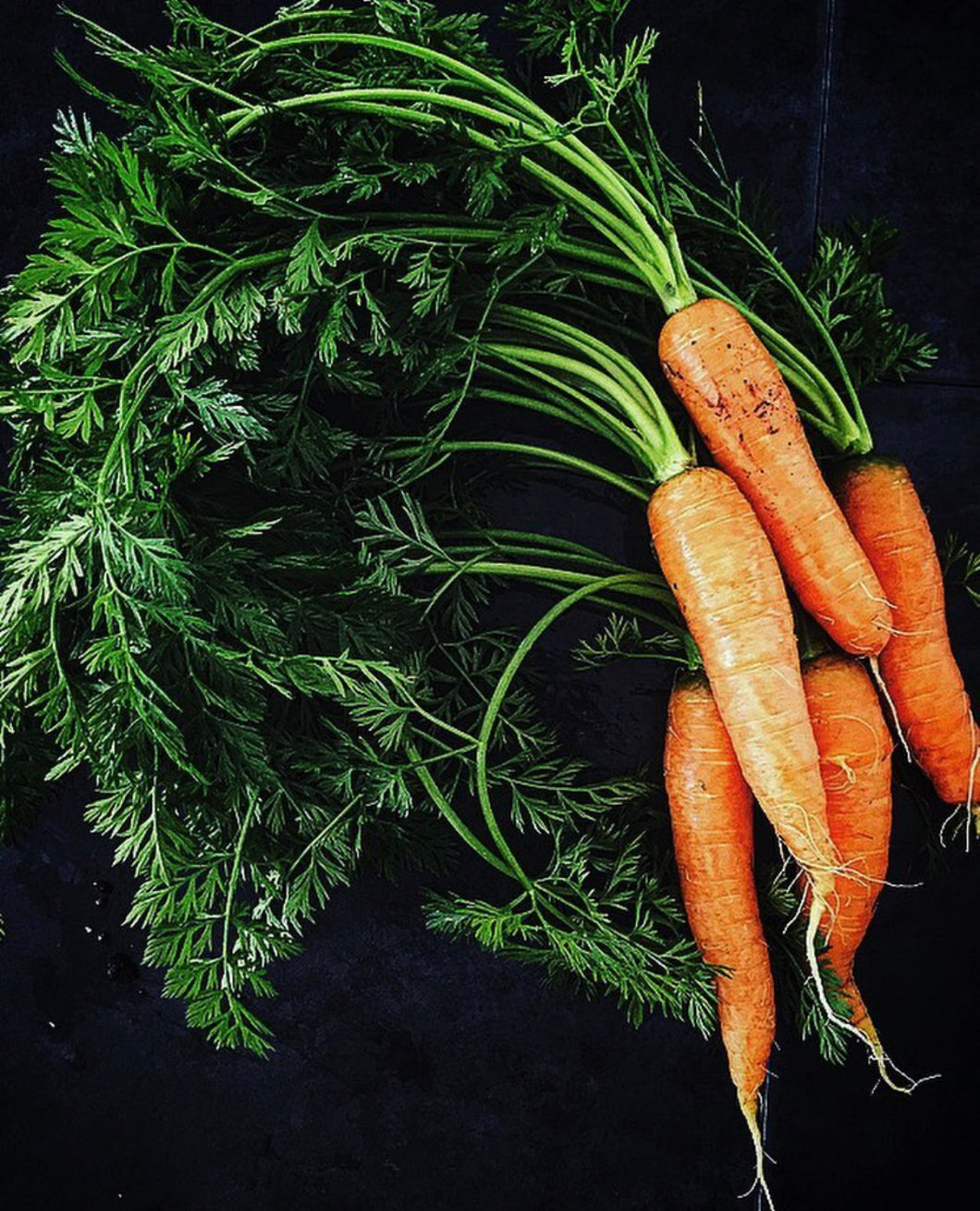 Carrot Nantes