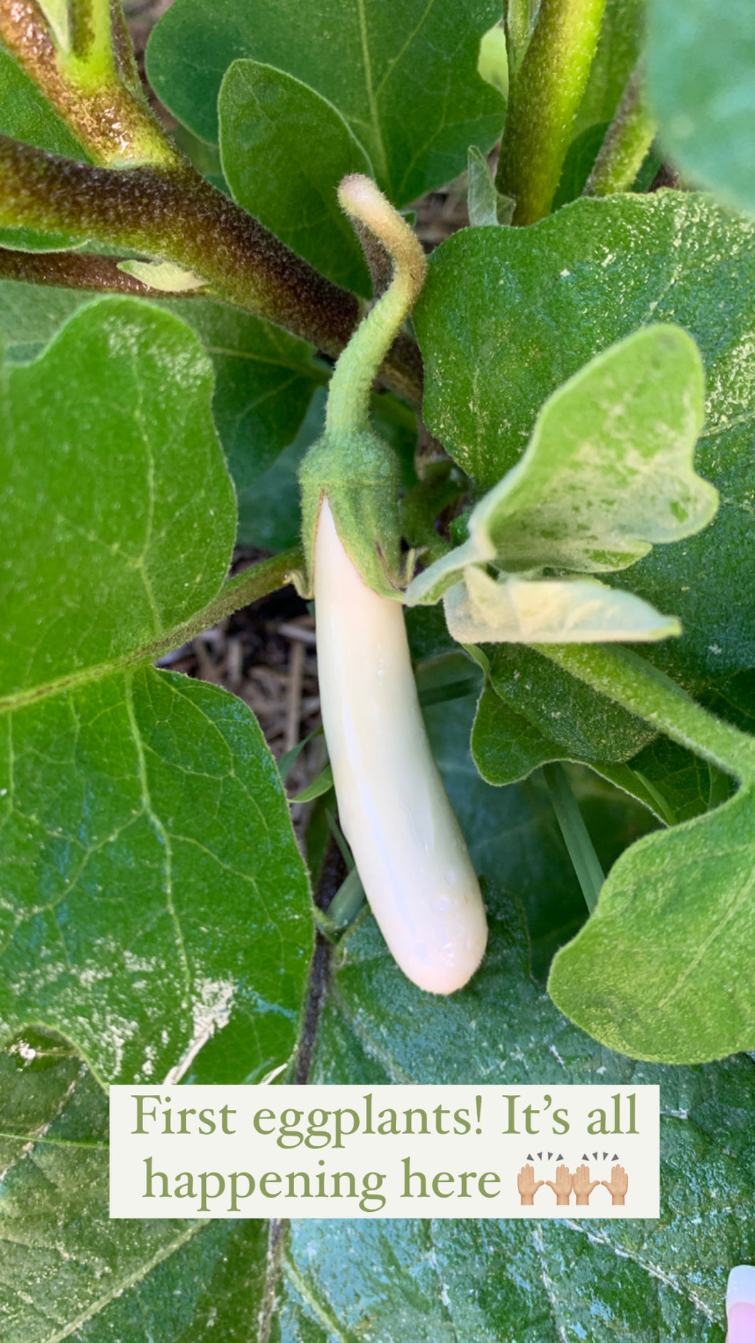 Eggplant Casper