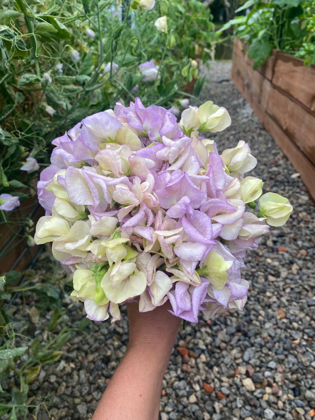 Sweet Pea High Scent
