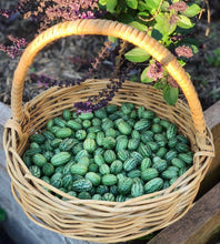 Load image into Gallery viewer, Cucamelons
