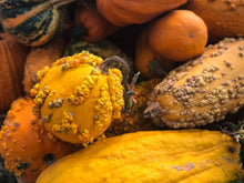 Load image into Gallery viewer, Gourd Small Warted Mix
