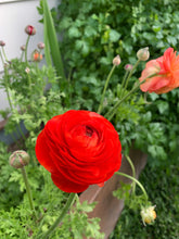 Load image into Gallery viewer, Italian Ranunculi Fablio Red
