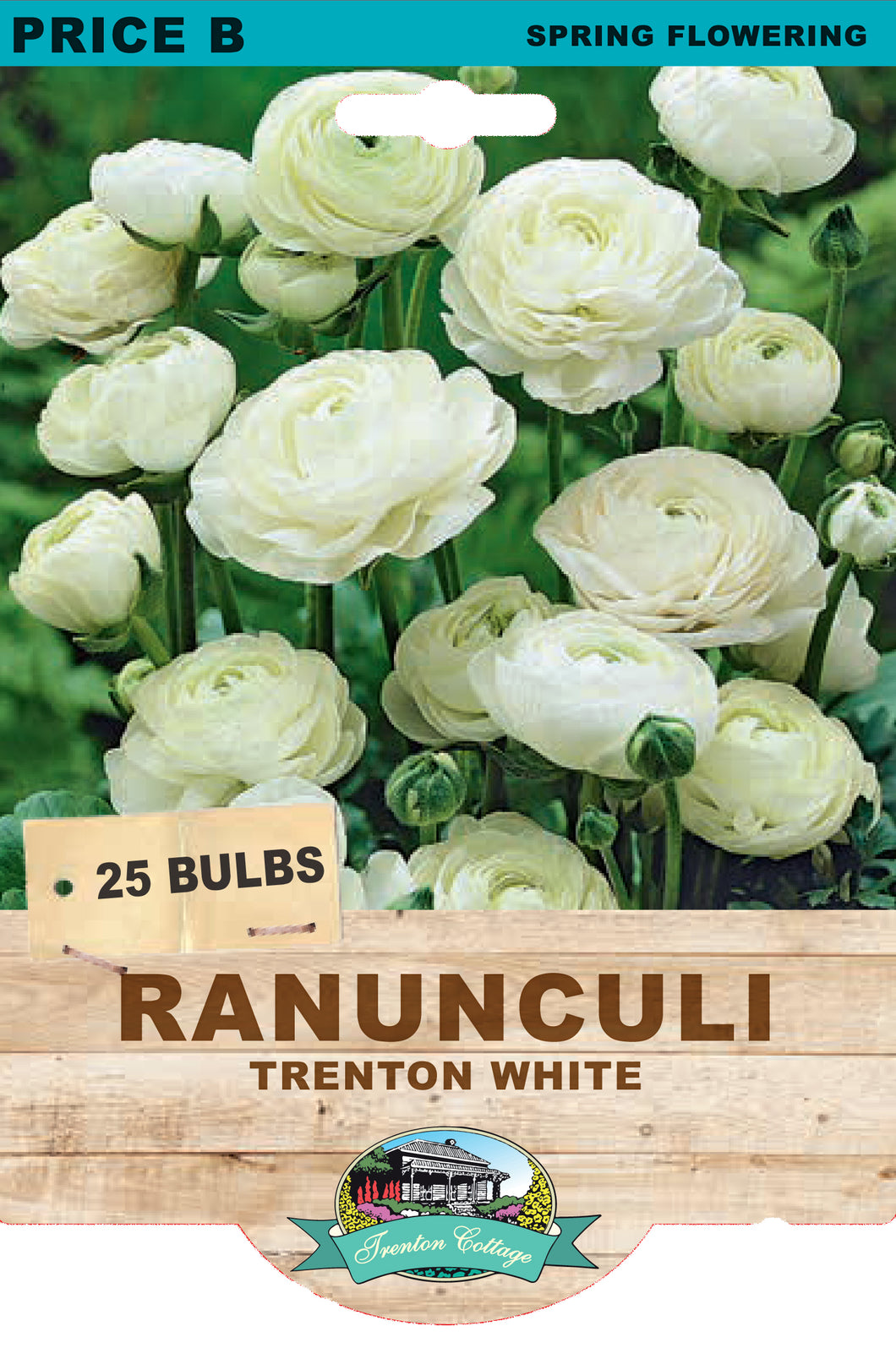 Ranunculi - Trenton White