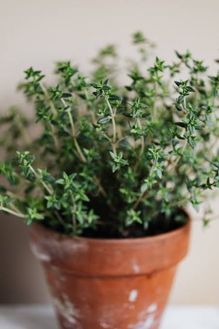 Thyme Summer