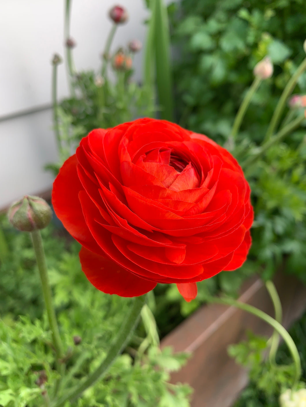 Italian Ranunculi Fablio Red
