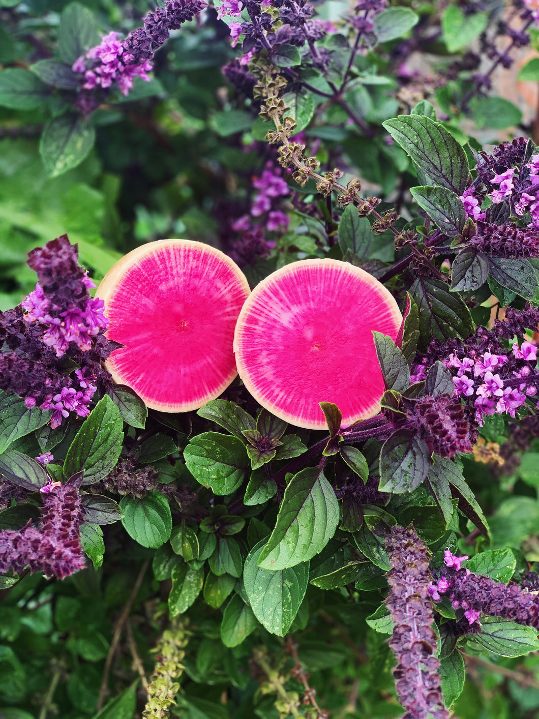 Radish Watermelon