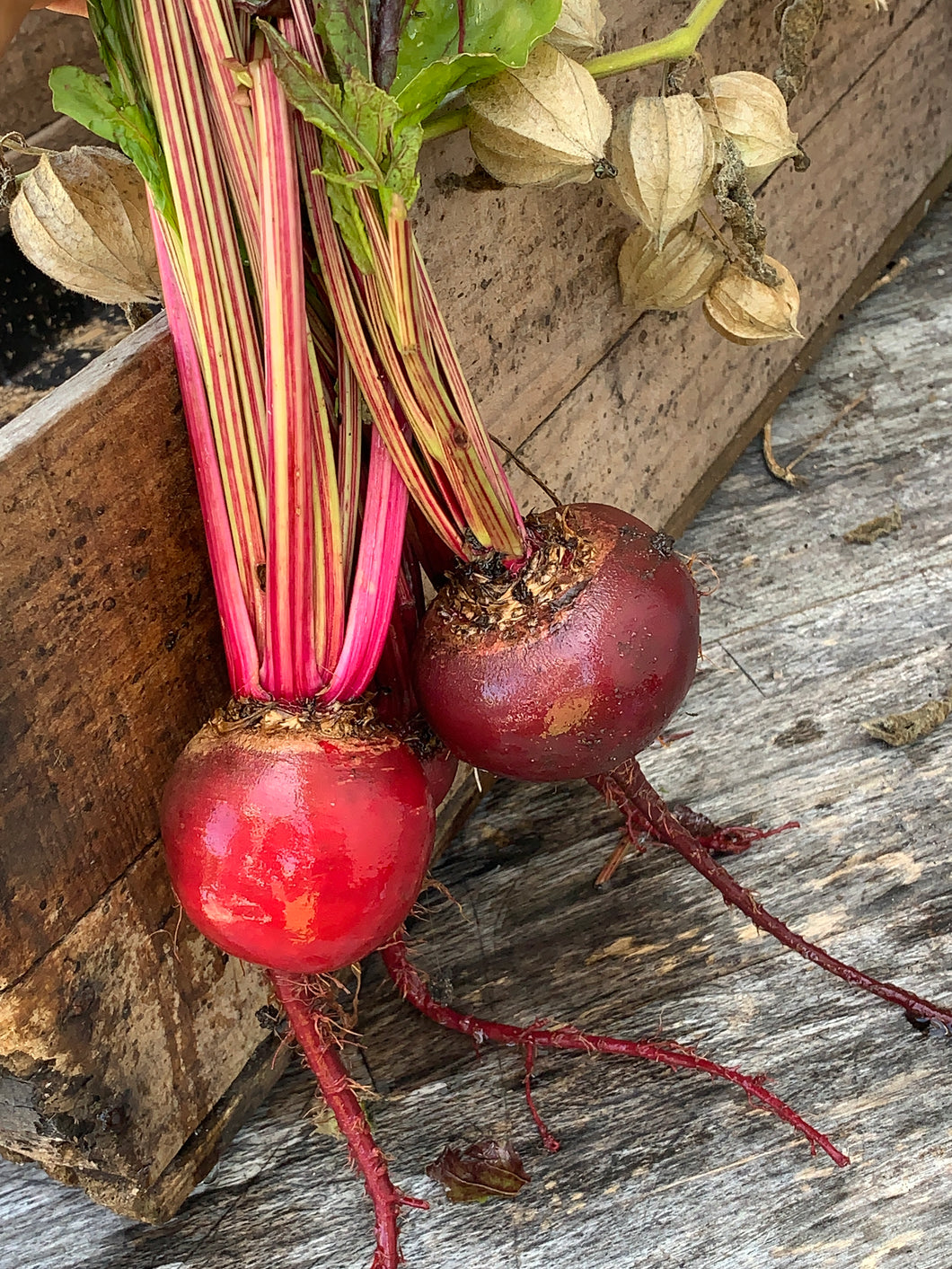 Beetroot Early Wonder