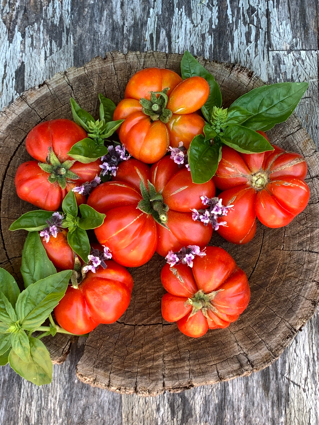 Tomato Reistomate