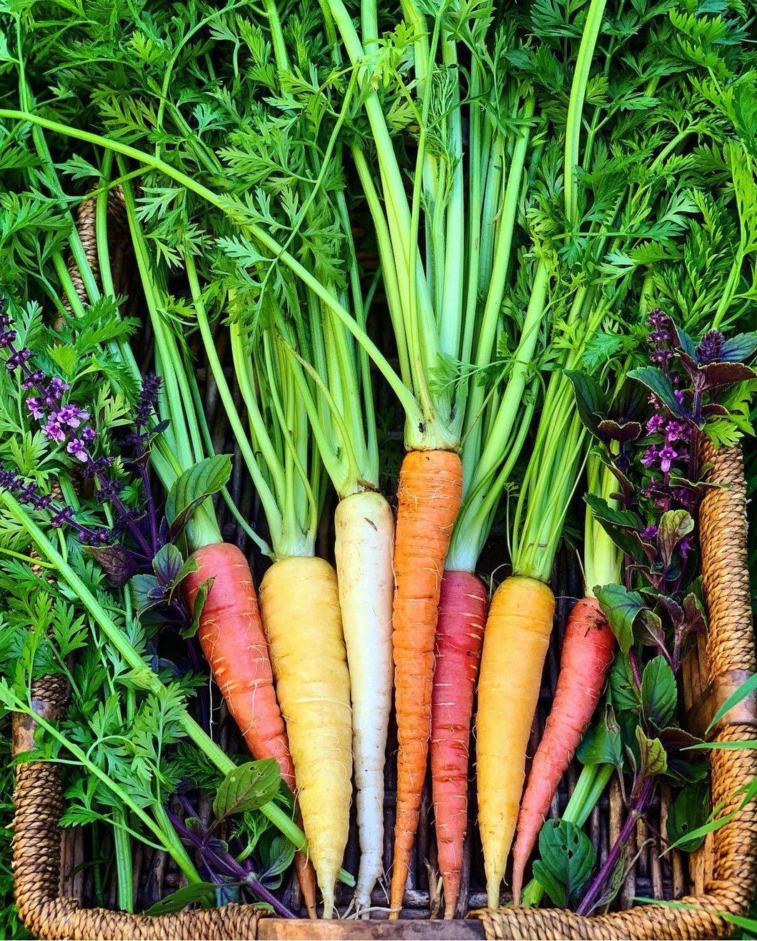 Carrot Rainbow Mix