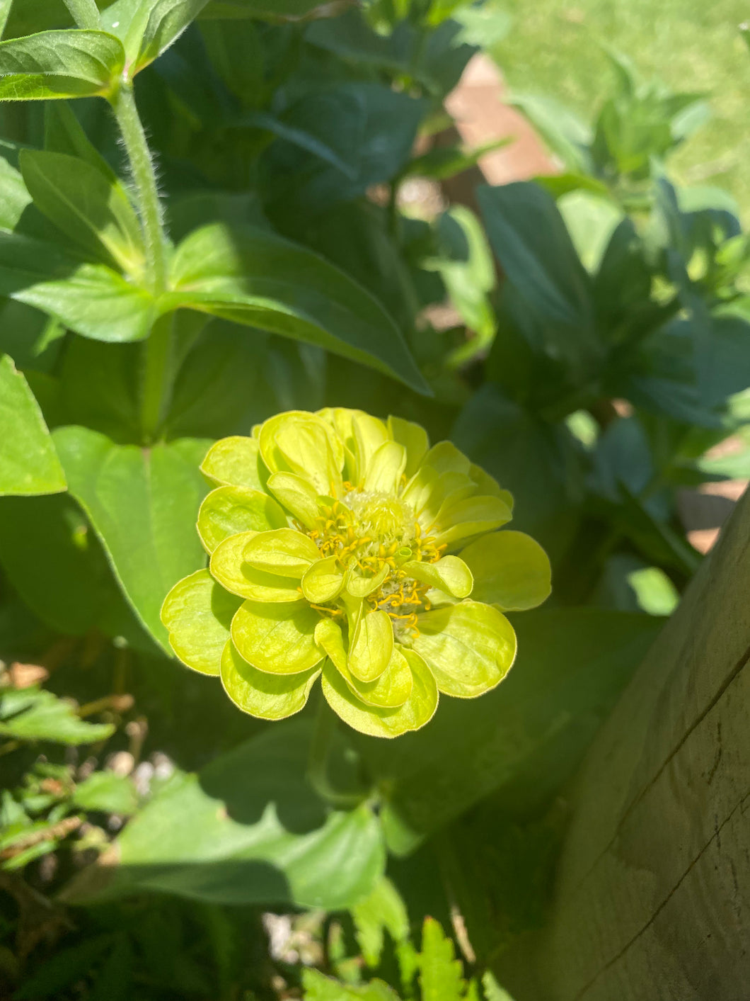 Zinnia Elegans Envy Lime