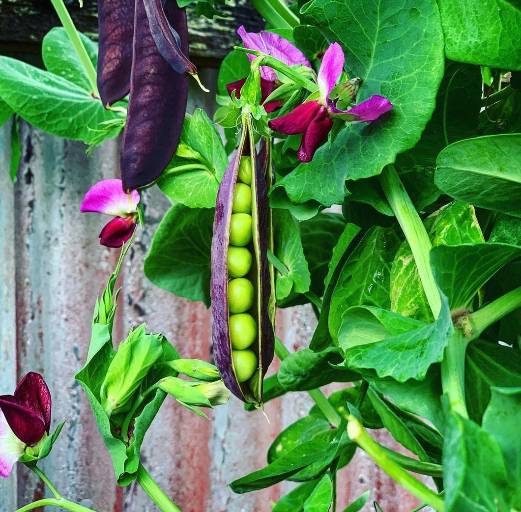 Podded Pea Purple Dutch