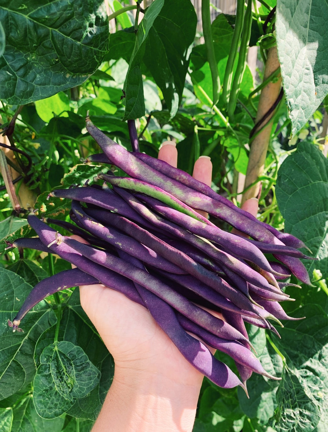 Bean Purple King