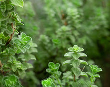 Load image into Gallery viewer, Oregano
