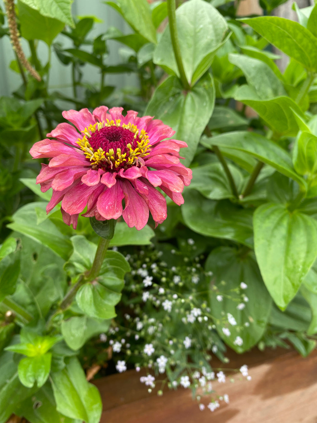 Zinnia Illumination Deep Rose