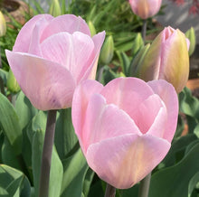 Load image into Gallery viewer, Urban Veggie Patch Tulip Pink Mix 5pk
