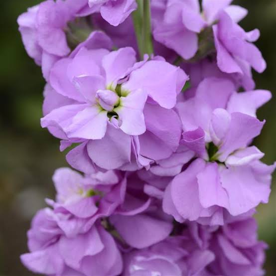 Stock Giant Column Lilac Lavender