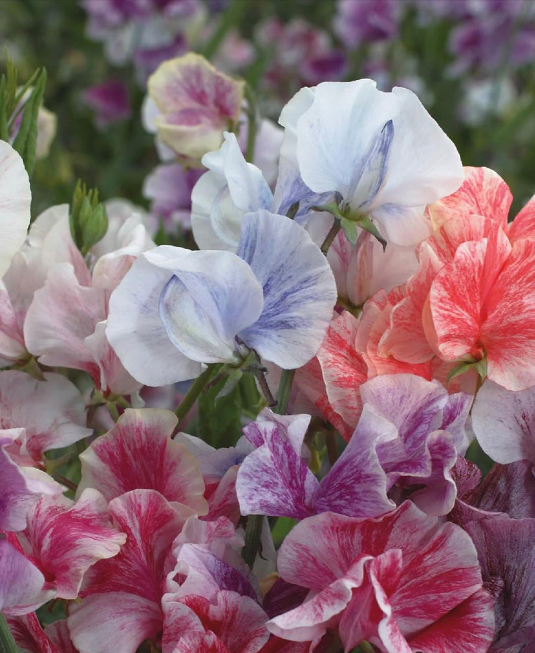 Sweet Pea Spencer Mix Stripes