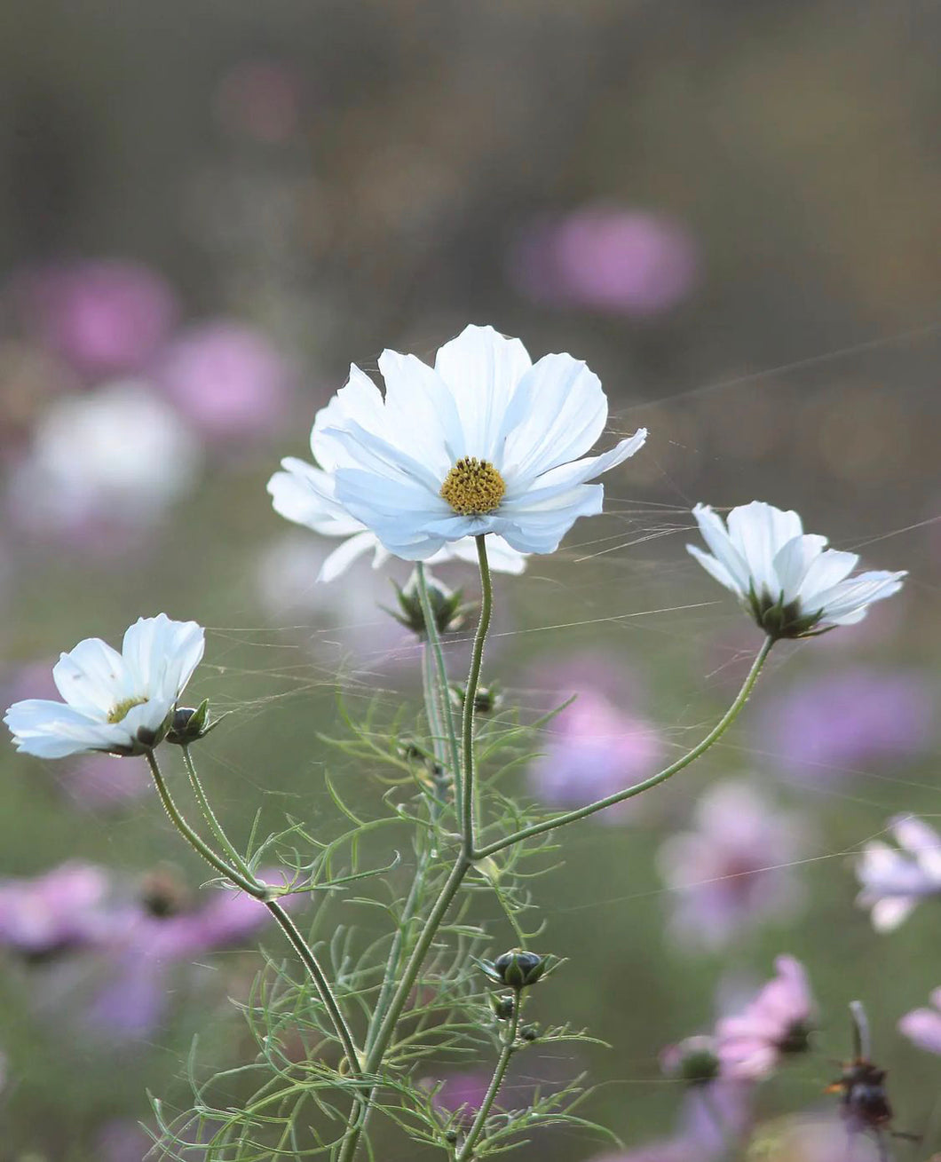 Cosmos Versailles White