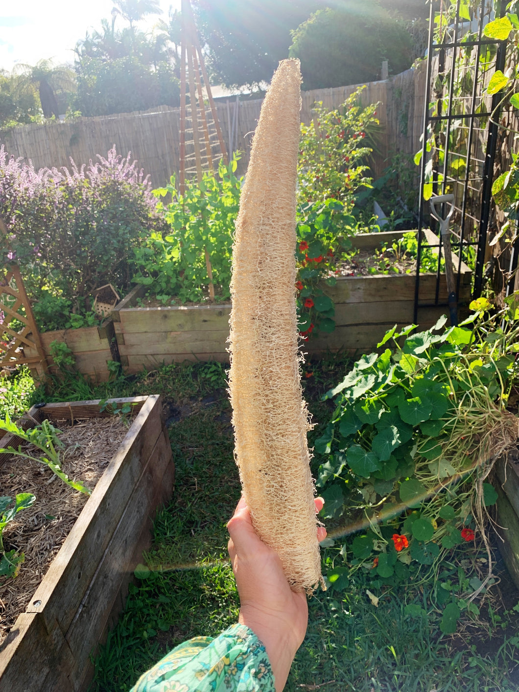 Loofah/Luffa