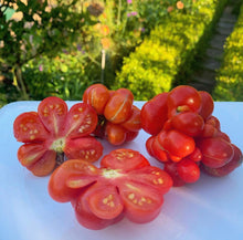 Load image into Gallery viewer, Tomato Reistomate
