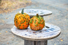 Load image into Gallery viewer, Gourd Small Warted Mix
