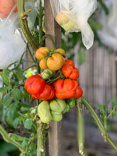 Load image into Gallery viewer, Tomato Reistomate
