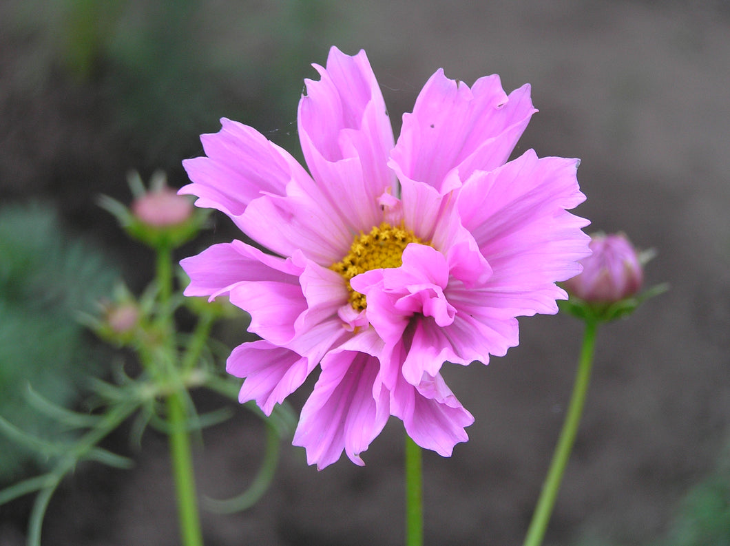 Cosmos Seashells Mixed