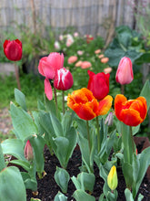 Load image into Gallery viewer, Tulip Potting Mixed 4pk
