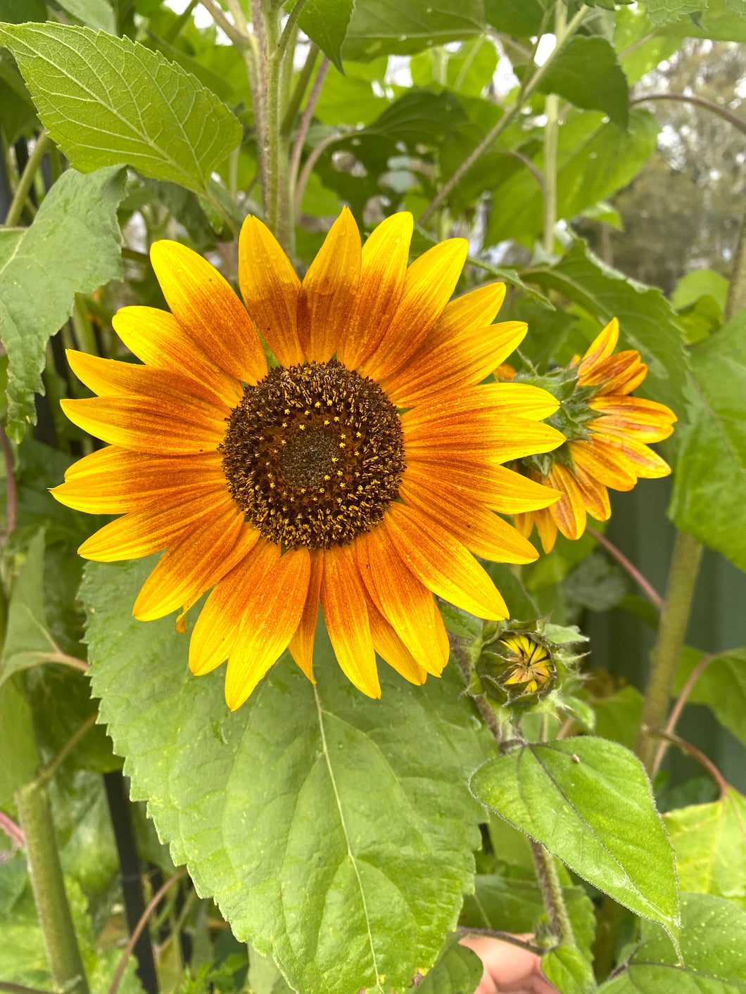 Sunflower Evening Sun
