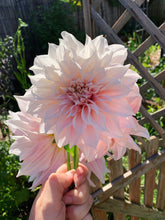 Load image into Gallery viewer, Cafe Au Lait - 100mm Potted Dahlia
