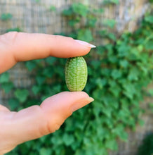 Load image into Gallery viewer, Cucamelons

