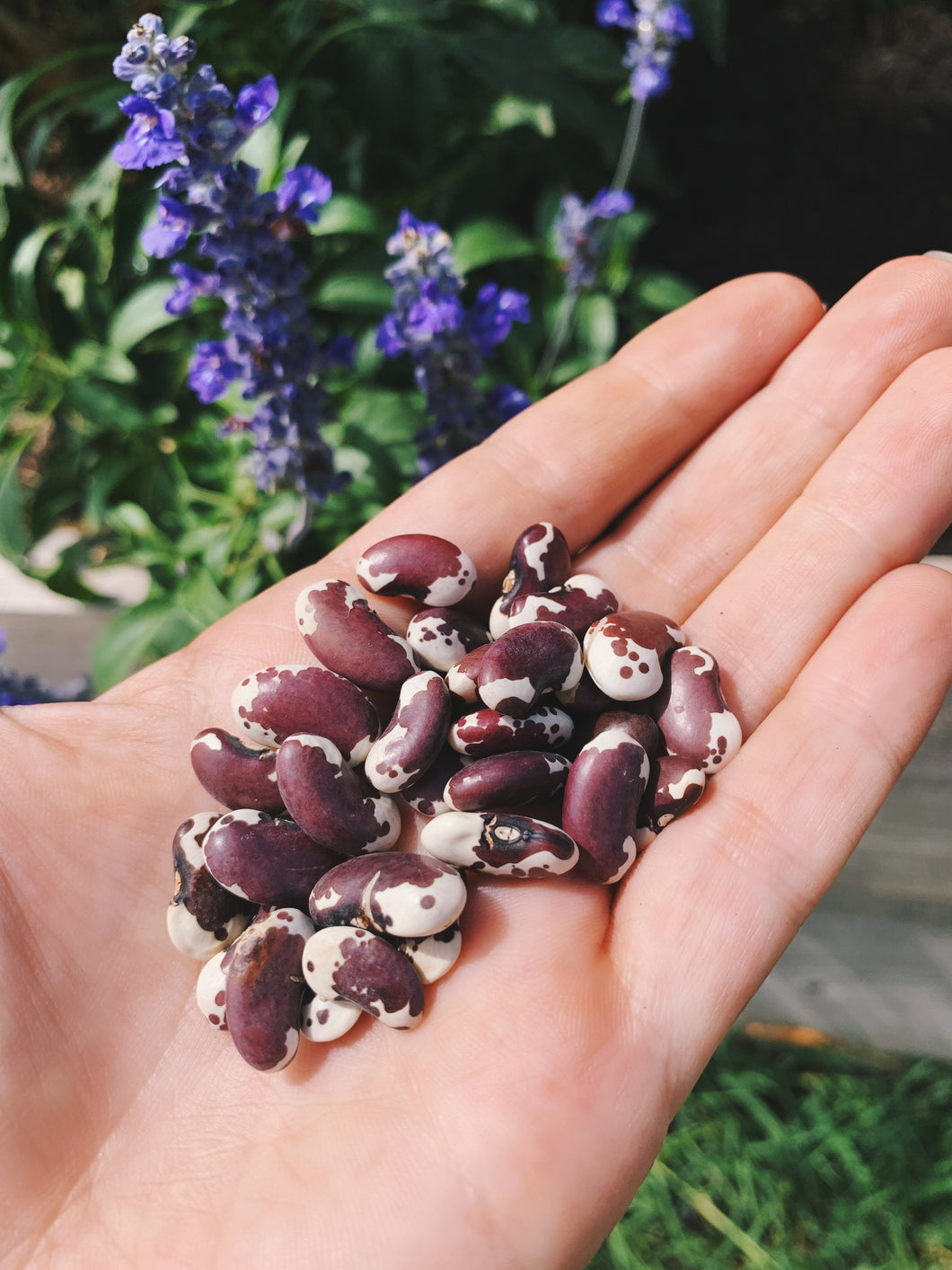 1500 Year Old Cave Bean
