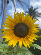 Load image into Gallery viewer, Sunflower Sunbird
