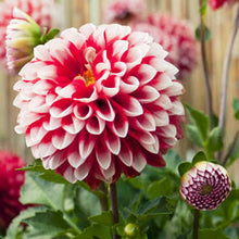 Load image into Gallery viewer, Dahlia Ball Fire &amp; Ice
