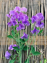 Load image into Gallery viewer, Sweet Pea Solstice Lavender
