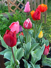 Load image into Gallery viewer, Tulip Potting Mixed 4pk
