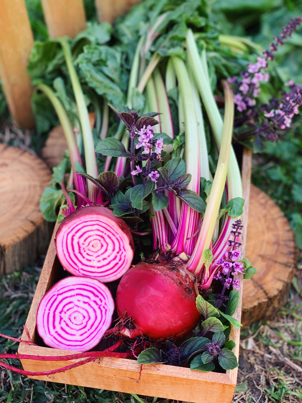 Beetroot Chioggia