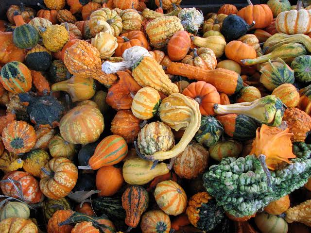Gourd Small Warted Mix